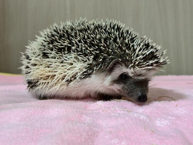 ハリネズミの写真4