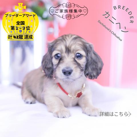 カニヘンダックスフンド　ロング