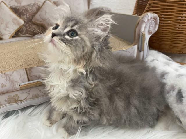 サイベリアン両親遺伝子クリア♡なでしこ