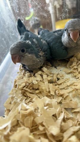 オキナインコ 　ブルー