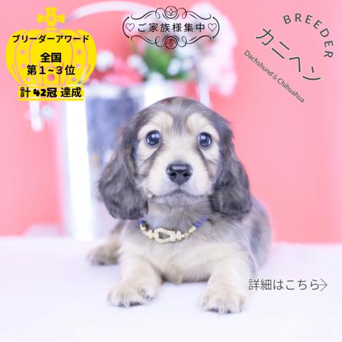 カニヘンダックスフンド ロング