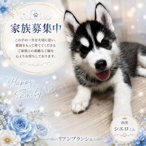 シベリアンハスキー