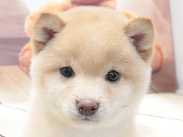 豆柴
