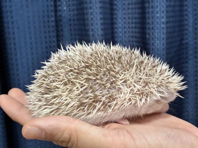 ハリネズミの写真4