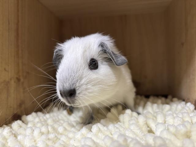 ロシアンスモーク
