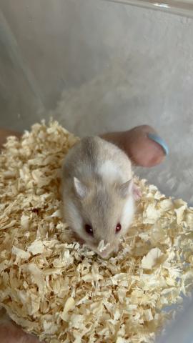 キャンベルハムスター