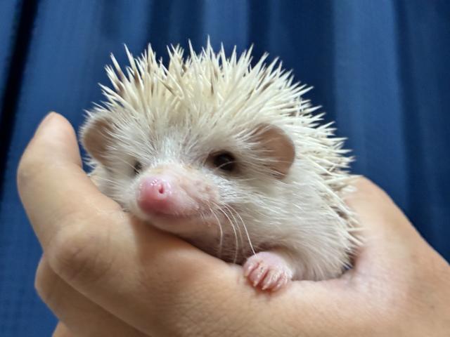 ハリネズミ