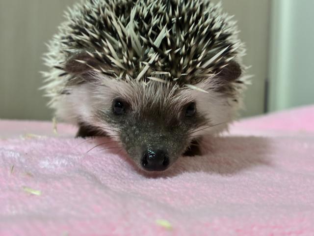 ハリネズミの写真2