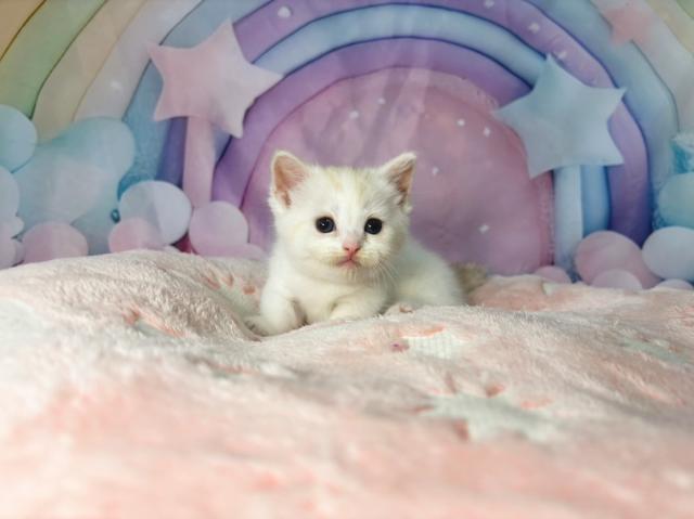 マンチカンの写真3