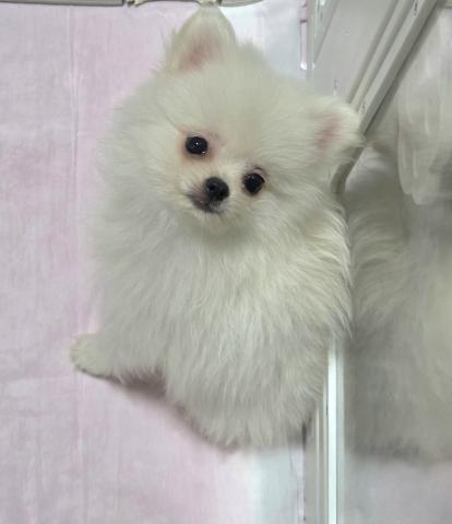 ポメラニアン