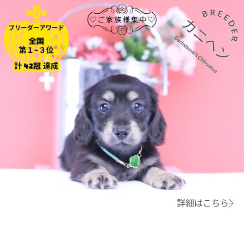カニヘンダックスフンド ロング