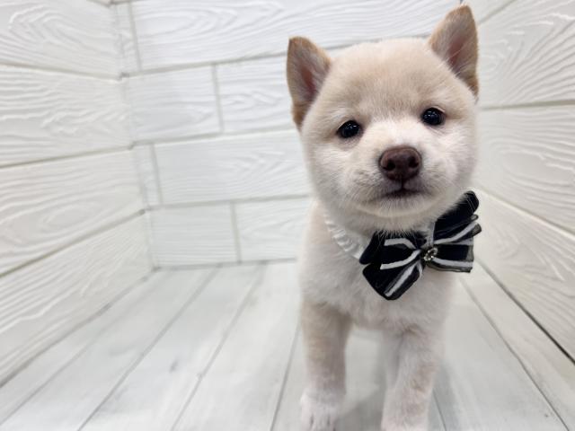 豆柴犬