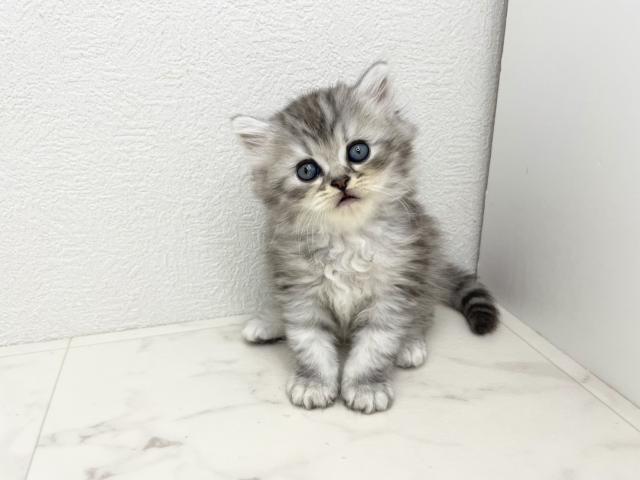 スコティッシュフォールド