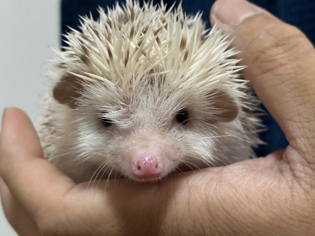 ハリネズミの写真2