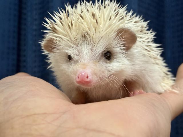 ハリネズミの写真3
