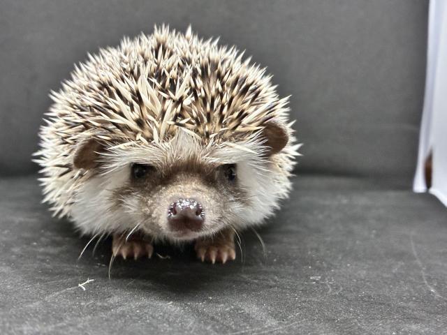 ハリネズミ