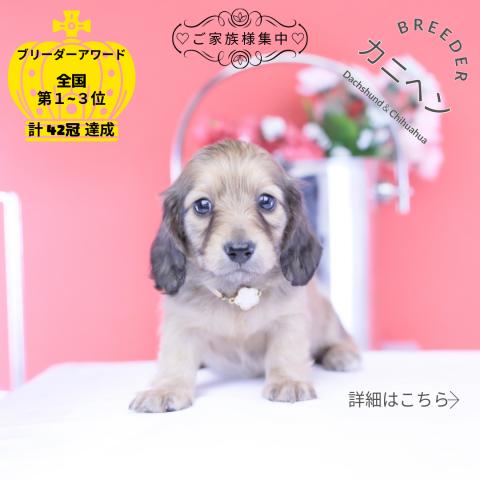 カニヘンダックスフンド　ロング