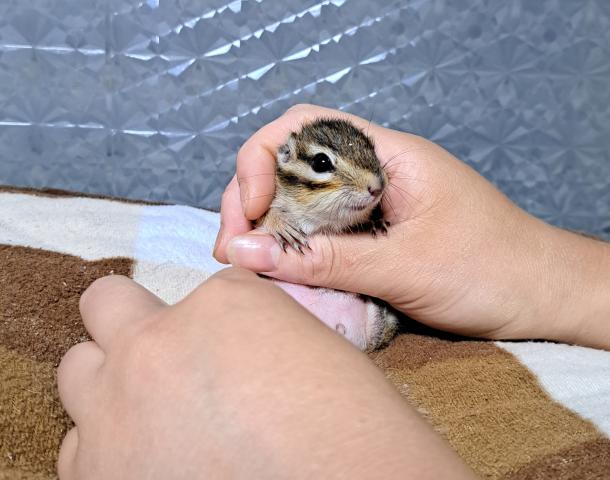 シマリス