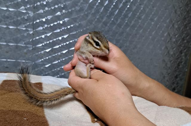 シマリス