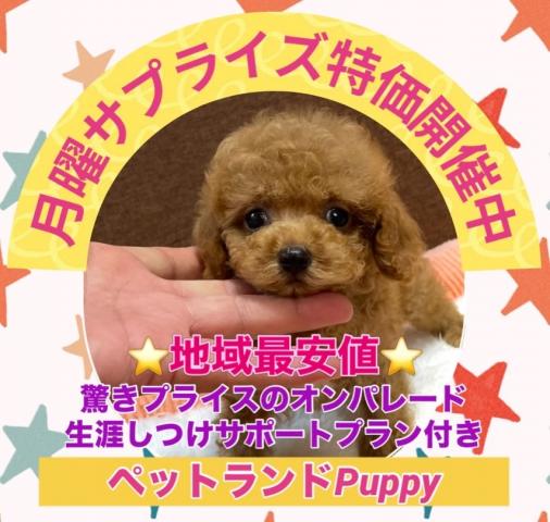 💕ペットランドPuppy💕ブリーダー直販店💕