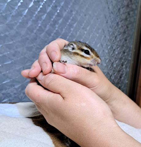 シマリス