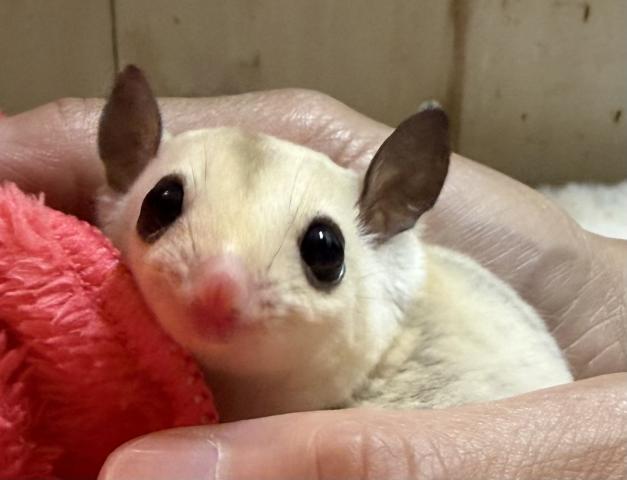 フクロモモンガ プラチナモザイクホワイトフェイス
