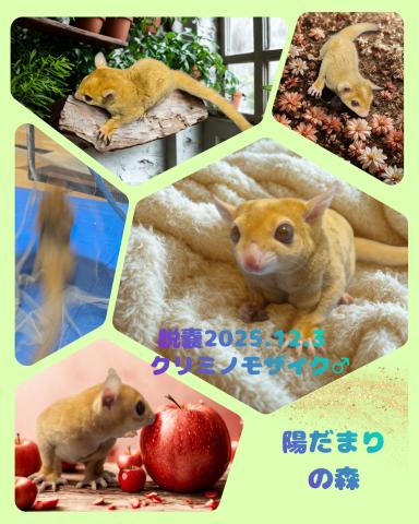 クリミノモザイク