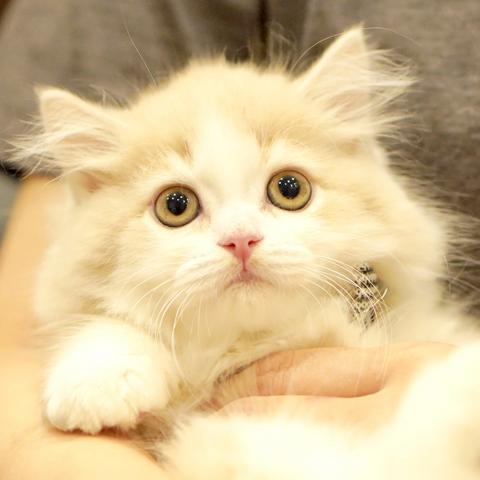 サイベリアン