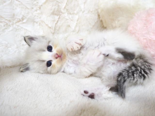 サイベリアンの写真4
