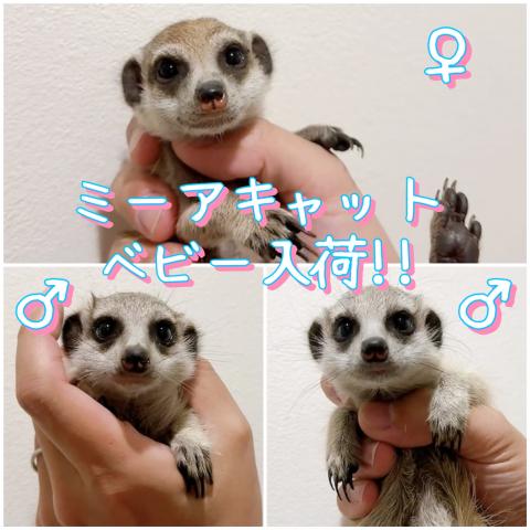 ミーアキャット
