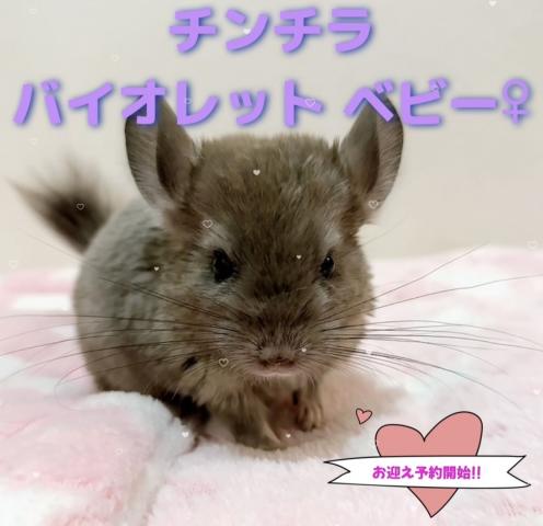 チンチラ