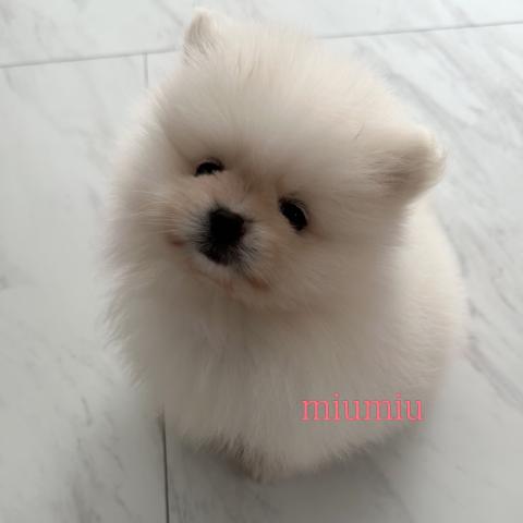 ポメラニアン