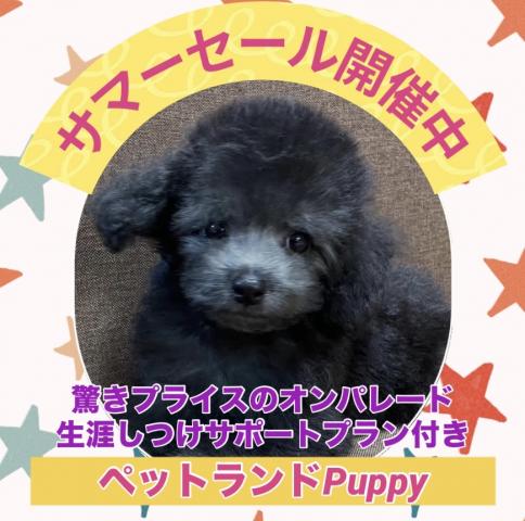 💕ペットランドPuppy💕ブリーダー直販店💕