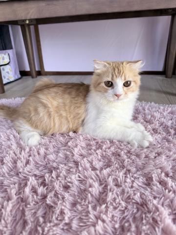 スコティッシュフォールドの写真6