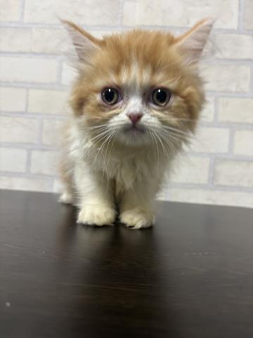 ペルシャ・ヒマラヤン