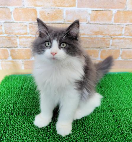 ノルウェージャンフォレストキャット