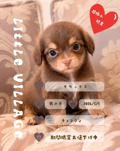 MIX極小チワックス