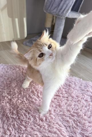 スコティッシュフォールドの写真3