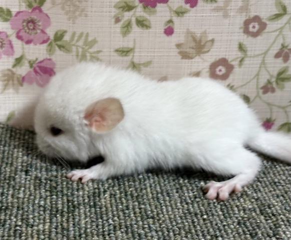 チンチラ(ピンクホワイト)