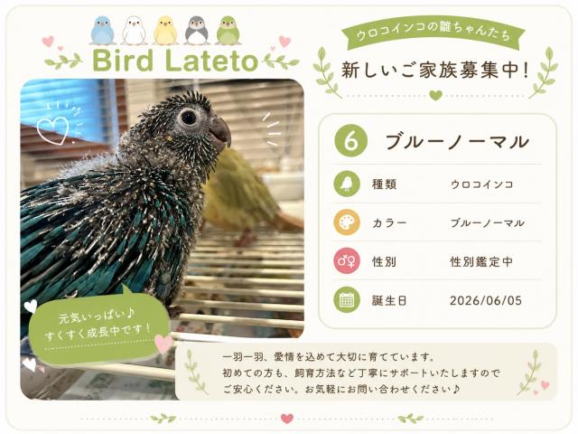 🕊️ ウロコインコ/ブルーノーマル〈募集中〉