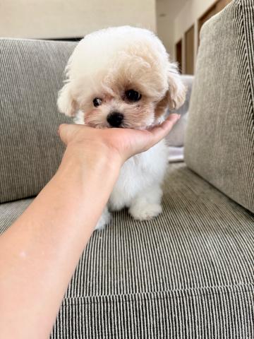 MIX