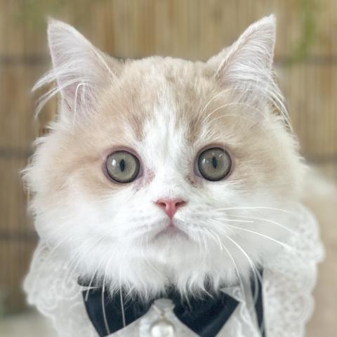 マンチカン