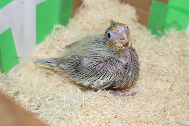オカメシナモン挿し餌中