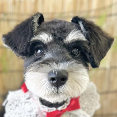 ミニチュアシュナウザー