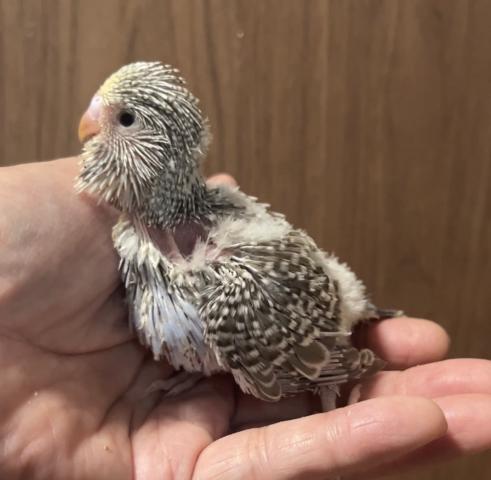 ジャンボセキセイインコ