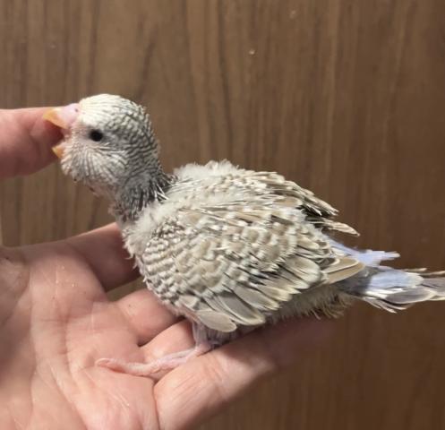 ジャンボセキセイインコ