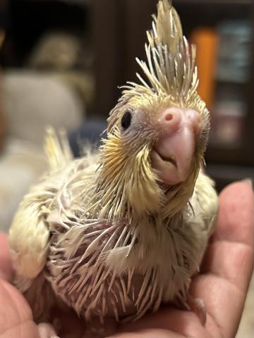 オカメインコ①