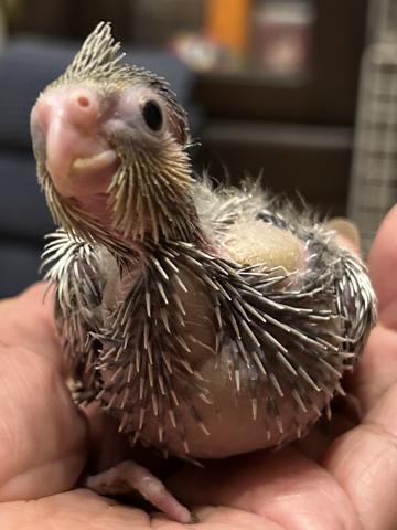 オカメインコ③