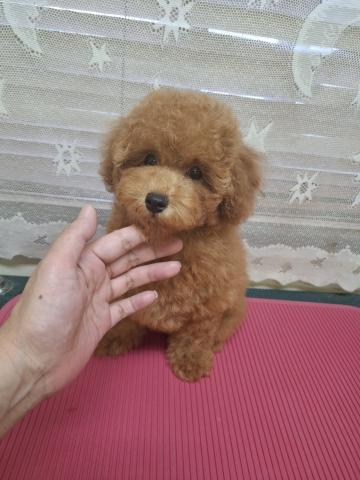 トイプードル