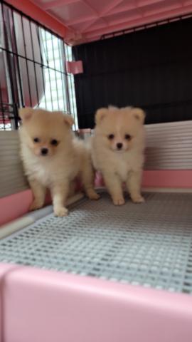 ポメラニアン
